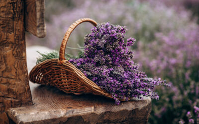 Lavender: Everyday Magic in a Drop
